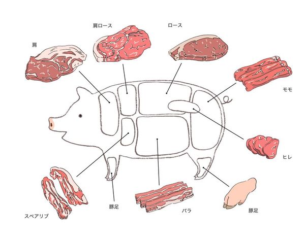 プロに聞く! 豚肉の部位の特徴と料理での使い分け | 東京ガス ウチコト